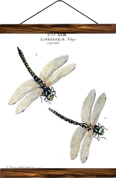 Dragonflies, reprint on linen - Josef und Josefine