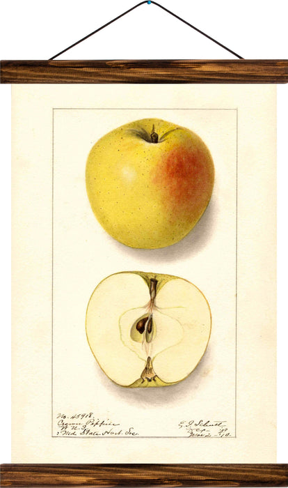 Apple, reprint on linen - Josef und Josefine