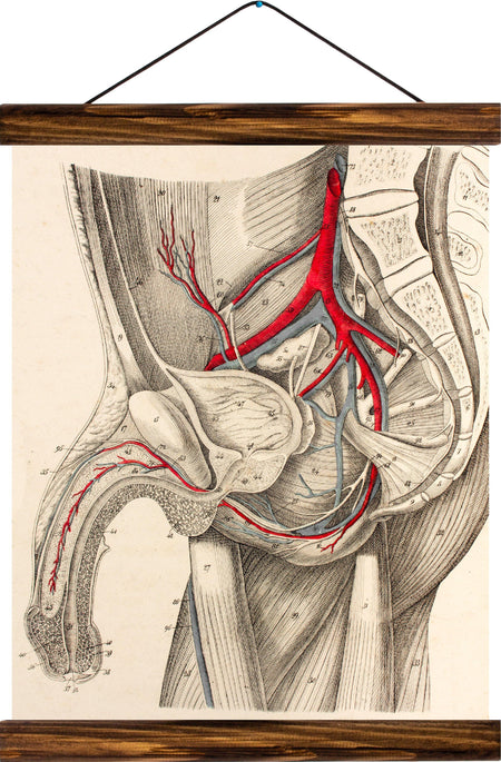 Human penis, reprint on linen - Josef und Josefine