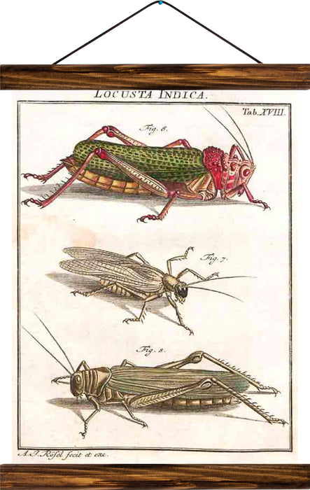 Cricket, reprint on linen - Josef und Josefine