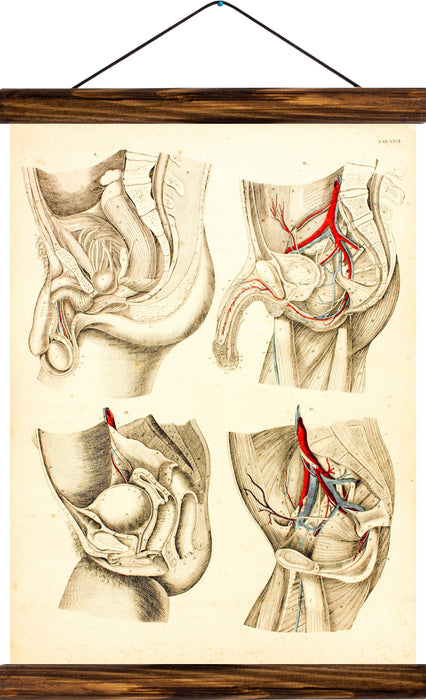 Male and female sex organs, reprint on linen - Josef und Josefine