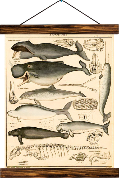 Whales, reprint on linen - Josef und Josefine