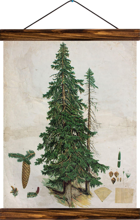 Spurce tree, reprint on linen - Josef und Josefine