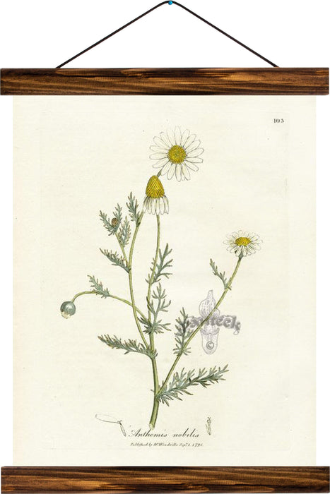 Marguerite daisy, reprint on linen - Josef und Josefine