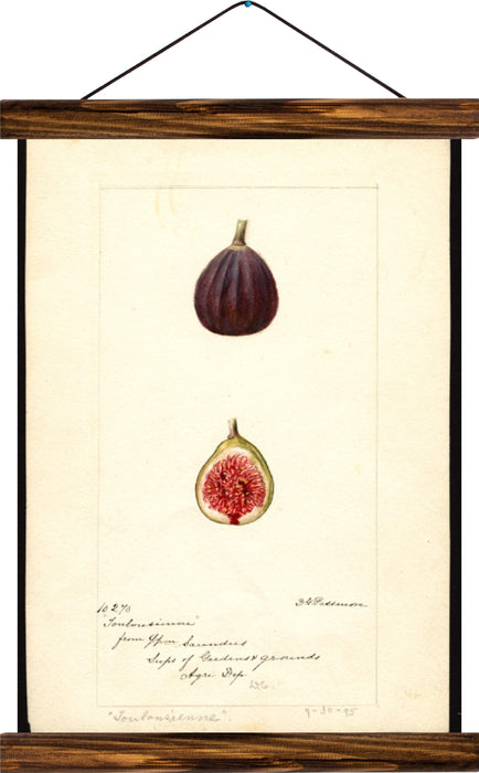 Fig, reprint on linen - Josef und Josefine