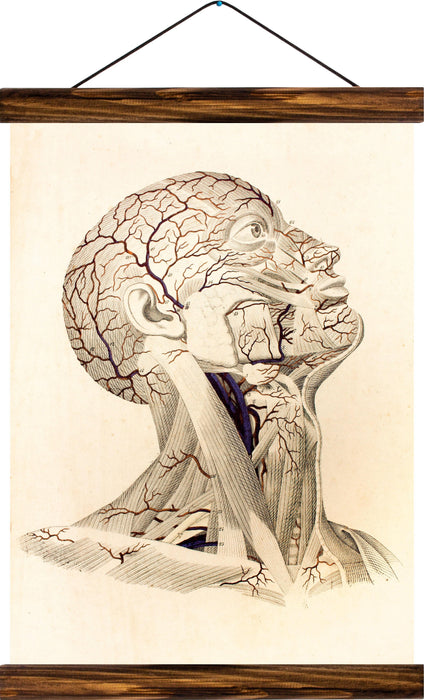 Cerebral circulation, reprint on linen - Josef und Josefine