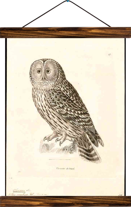 Owl, reprint on linen - Josef und Josefine
