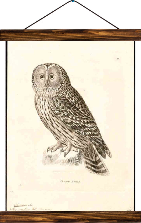 Owl, reprint on linen - Josef und Josefine