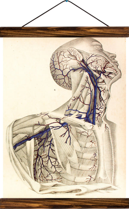 Cerebral circulation, reprint on linen - Josef und Josefine