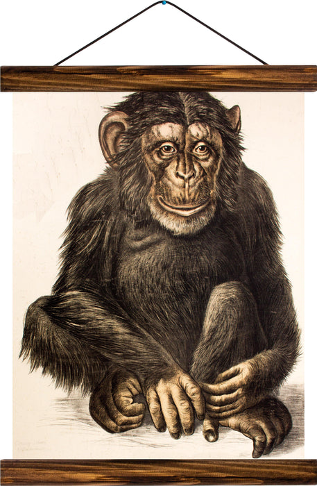 Chimpanzee, reprint on linen - Josef und Josefine