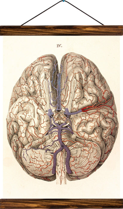 Human Brain, reprint on linen - Josef und Josefine