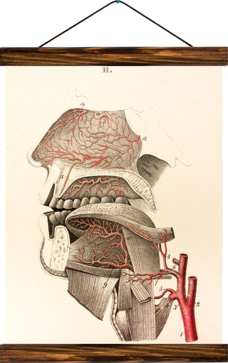 Human mouth, reprint on linen - Josef und Josefine