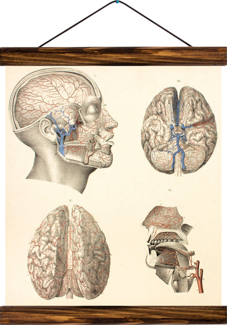 Human head, reprint on linen - Josef und Josefine