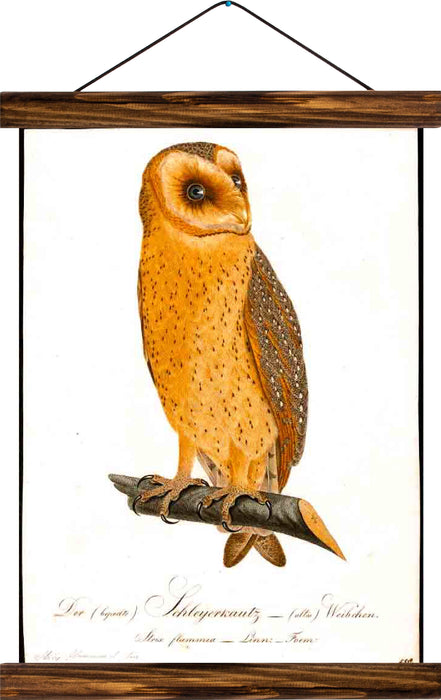 Owl, reprint on linen - Josef und Josefine