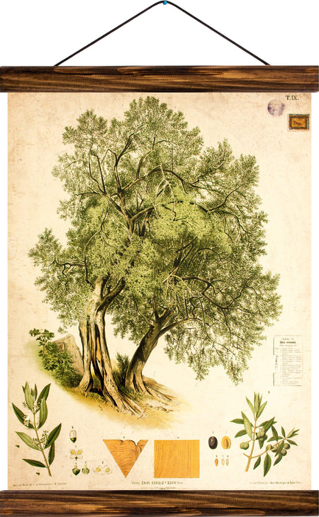 Olive tree, reprint on linen - Josef und Josefine