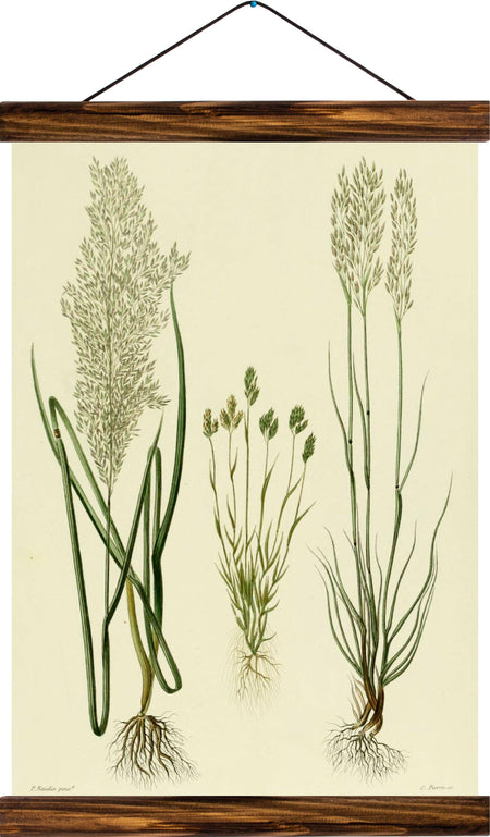 Grasses, reprint on linen - Josef und Josefine