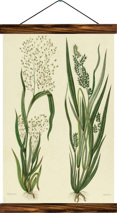 Grasses, reprint on linen - Josef und Josefine