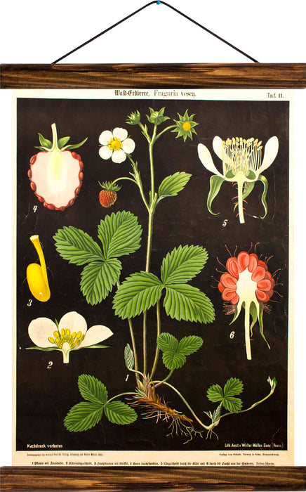 Walderdbeere, reprint on linen - Josef und Josefine