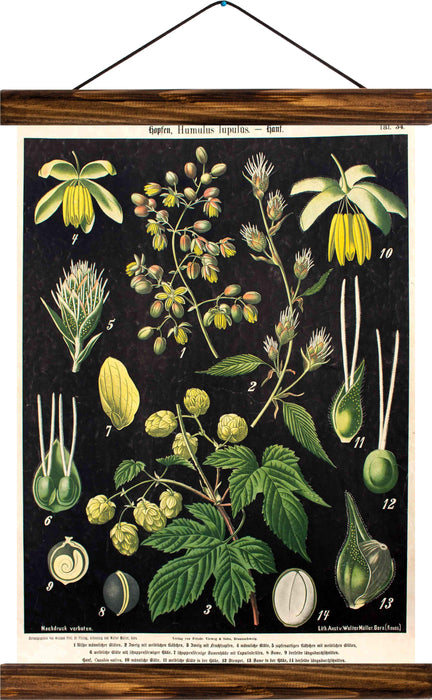Hop, reprint on linen - Josef und Josefine
