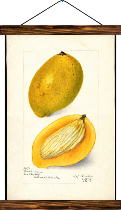 Mango, reprint on linen - Josef und Josefine