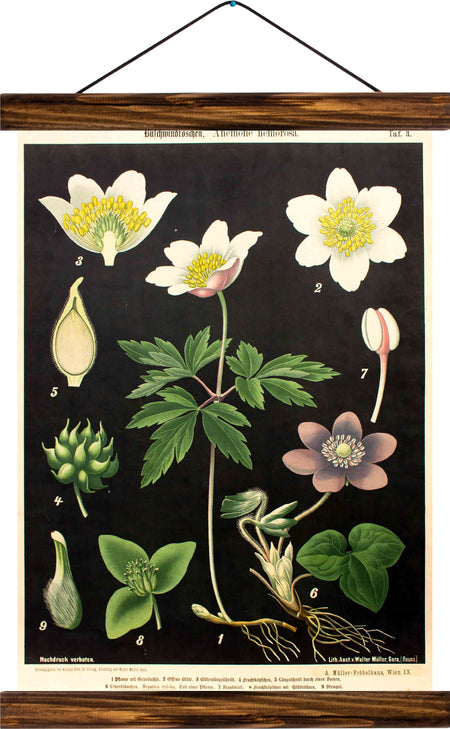 Wood anemone, reprint on linen - Josef und Josefine