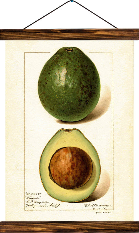 Avocado, reprint on linen - Josef und Josefine