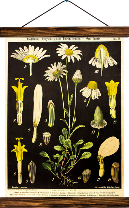 Oxeye daisy, reprint on linen - Josef und Josefine