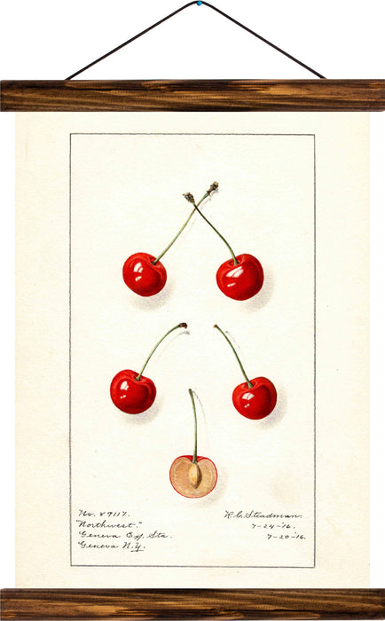 Cherry, reprint on linen - Josef und Josefine