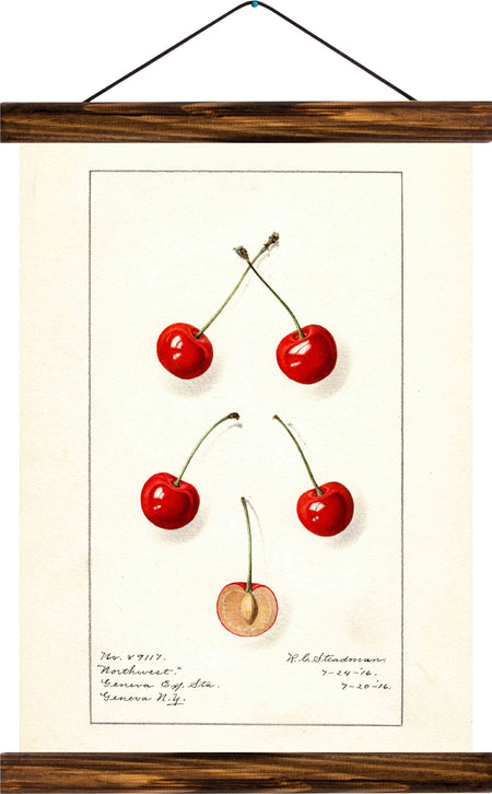 Cherry, reprint on linen - Josef und Josefine