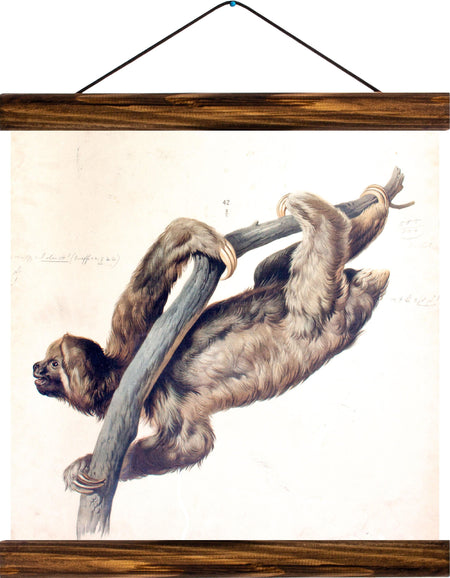 Sloth, reprint on linen - Josef und Josefine