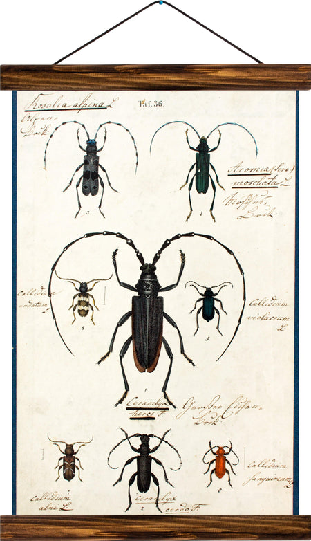 Beetles, reprint on linen - Josef und Josefine