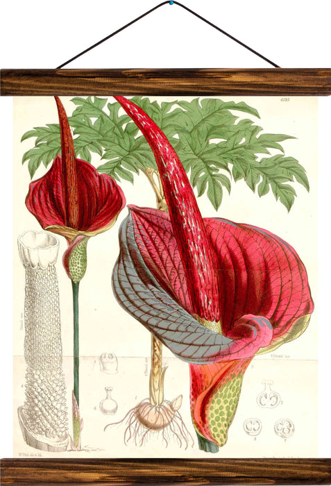 Orchid, reprint on linen - Josef und Josefine