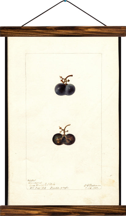 Grape?, reprint on linen - Josef und Josefine