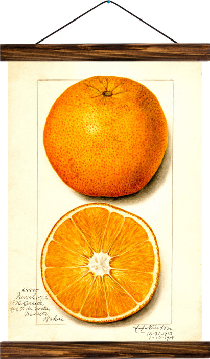 Orange, reprint on linen - Josef und Josefine
