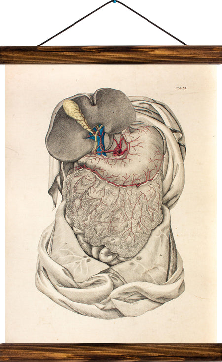 Human abdomen, reprint on linen - Josef und Josefine