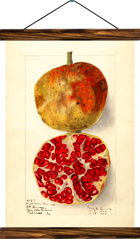 Pomegranate, reprint on linen - Josef und Josefine
