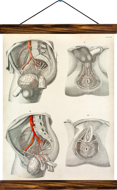 Male and female sex organs, reprint on linen - Josef und Josefine