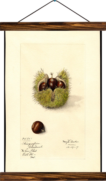 Chestnut, reprint on linen - Josef und Josefine