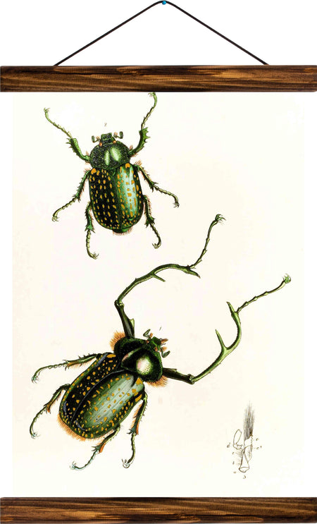 Beetle, reprint on linen - Josef und Josefine