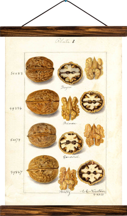 Walnuts, reprint on linen - Josef und Josefine
