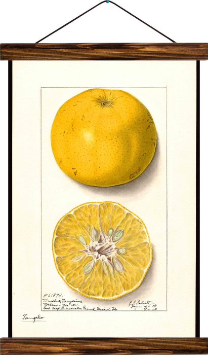 Lemon, reprint on linen - Josef und Josefine