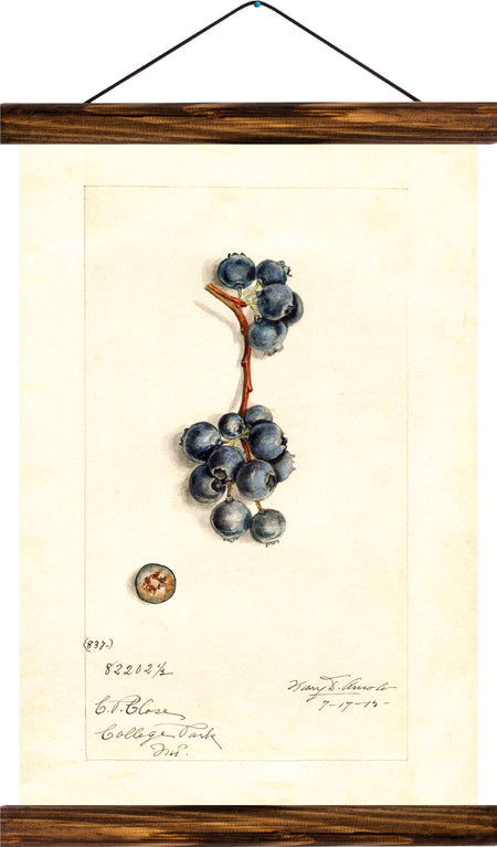 Blueberry, reprint on linen - Josef und Josefine