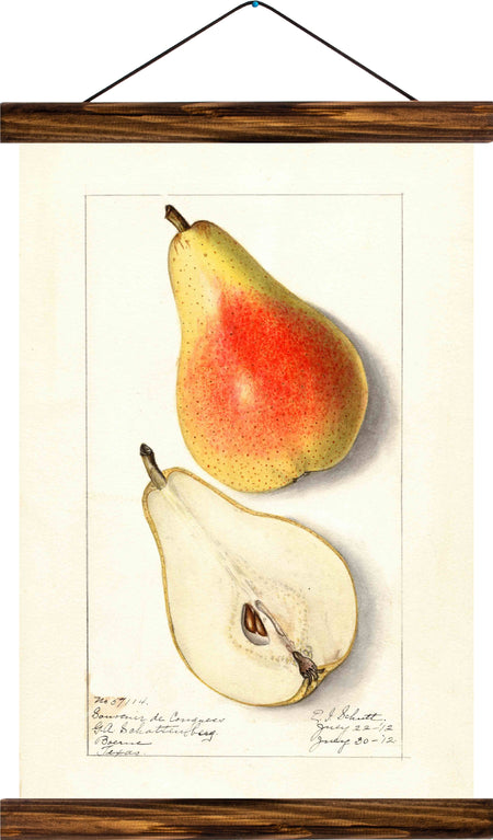 Pear, reprint on linen - Josef und Josefine
