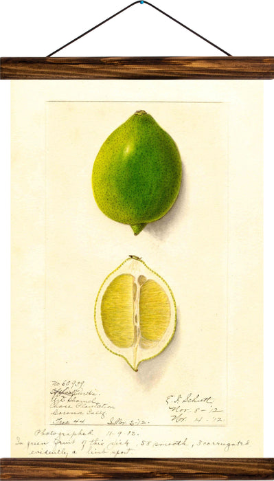 Lime, reprint on linen - Josef und Josefine