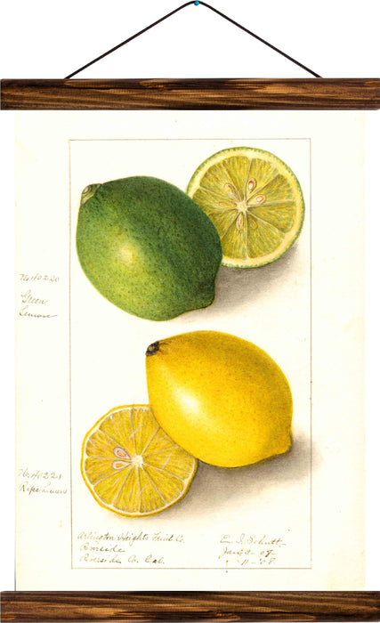 Lime and lemon, reprint on linen - Josef und Josefine