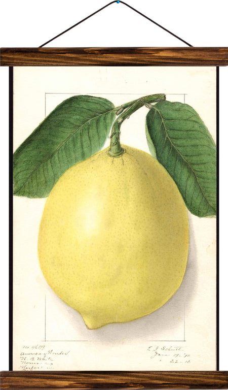 Lemon, reprint on linen - Josef und Josefine