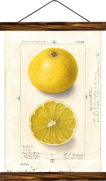 Lemon, reprint on linen - Josef und Josefine