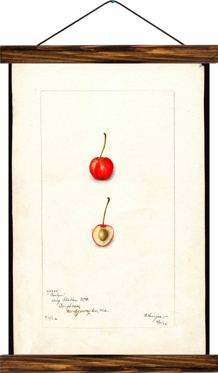 Cherry, reprint on linen - Josef und Josefine