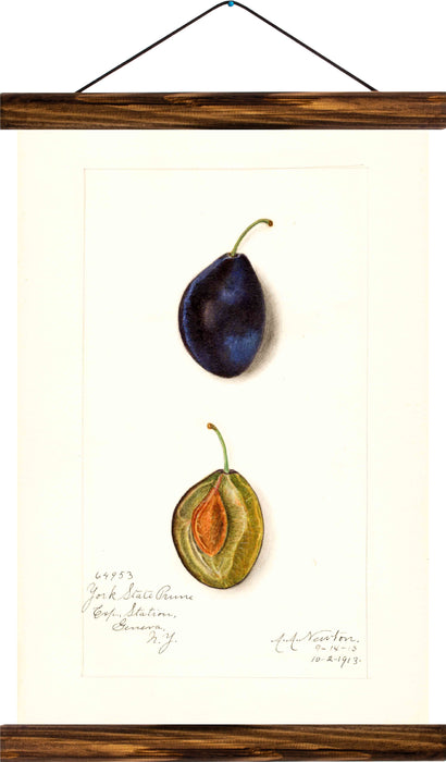 Plum, reprint on linen - Josef und Josefine