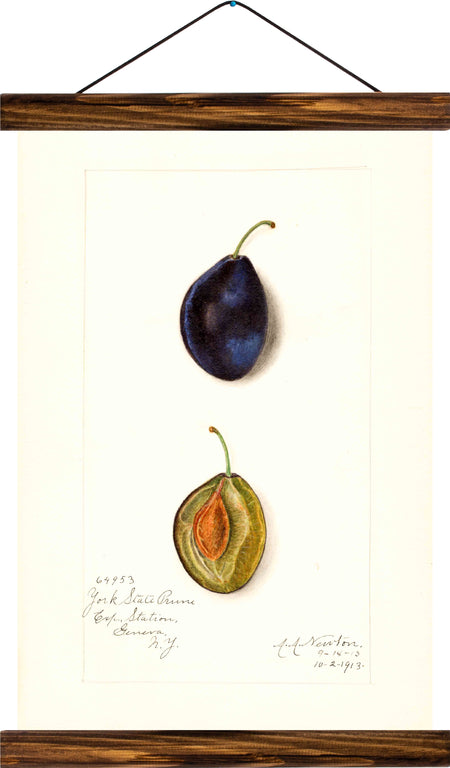 Plum, reprint on linen - Josef und Josefine